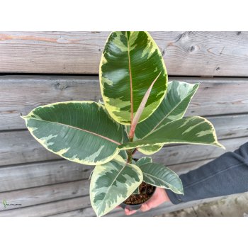 Ficus elastica (Fikus kaučukový) ´TINEKE´ - kont. C1,5L, výška: 25-35 cm
